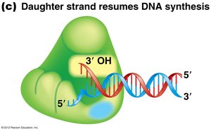 Daughter strand resumes DNA synthesis