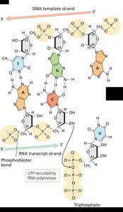 Base pairing and RNA polymerase activity