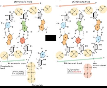 RNA polymerase catalyzing RNA synthesis