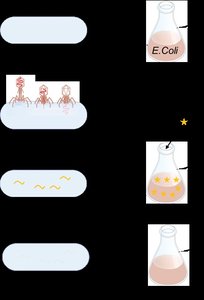 Pulse-chase experiment for mRNA discovery