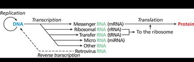 Central dogma and RNA types