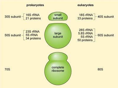 Ribosome structure and rRNA components