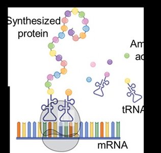 tRNA structure and function