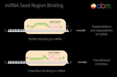 miRNA seed region binding and gene silencing