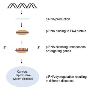 piRNA pathway and gene silencing