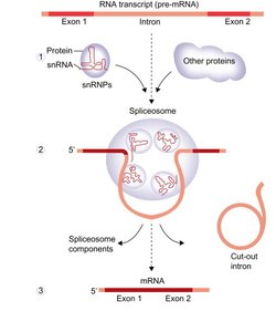 snRNA and spliceosome function
