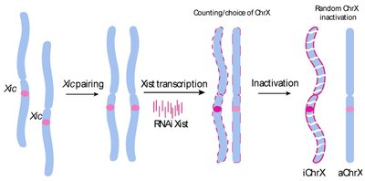 XIST and X-chromosome inactivation
