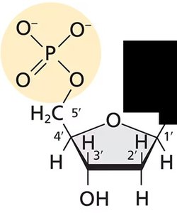 Deoxyribose structure (DNA)