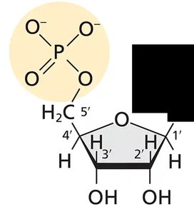 Ribose structure (RNA)