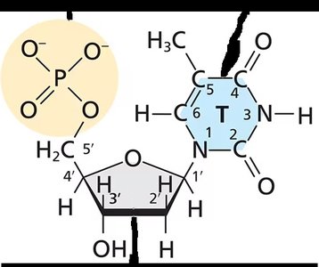 Deoxythymidine 5’-monophosphate (dTMP) structure