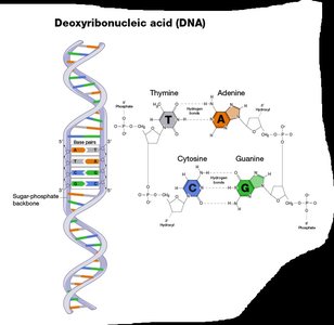 DNA double helix structure