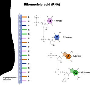 RNA single strand structure