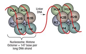 Diagram of nucleosome structure with histone octamer and linker DNA