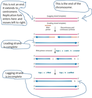 Diagram showing incomplete replication of lagging strand and telomere shortening