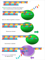 Diagram of telomerase extending telomeres using RNA template
