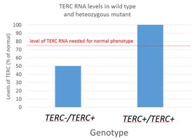 Bar graph showing TERC RNA levels in wild type and heterozygous mutant