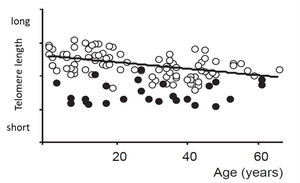Scatter plot of telomere length versus age in healthy and DC individuals