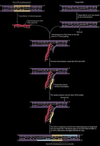 Steps of LINE-1 retrotransposition in humans