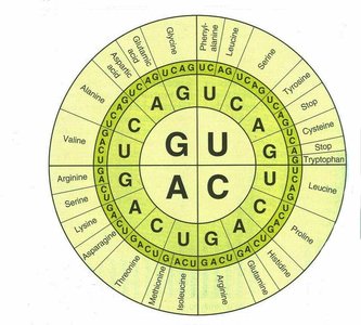 Genetic code chart showing codons and corresponding amino acids