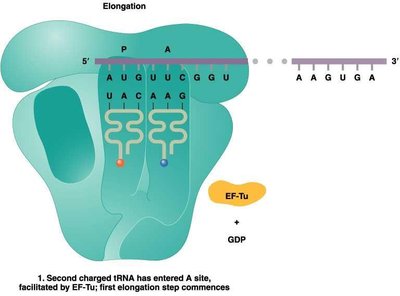Elongation: tRNA entry into A site, peptide bond formation, translocation