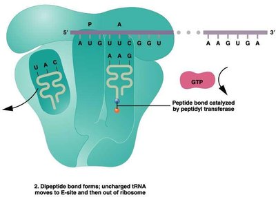 Peptide bond formation during elongation