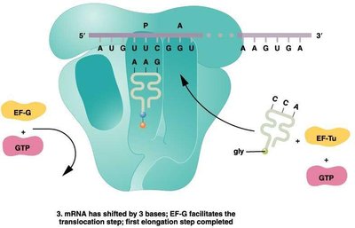 Translocation step in elongation