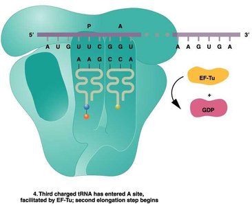 Entry of third tRNA and continuation of elongation