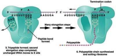 Formation of tripeptide and polypeptide chain elongation