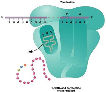 Termination of translation and release of polypeptide chain