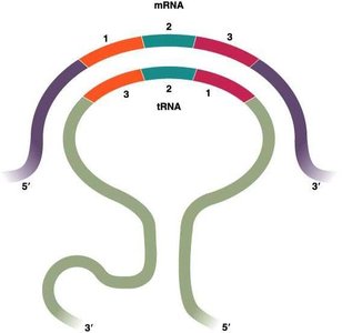 Diagram of mRNA and tRNA base pairing, showing wobble position