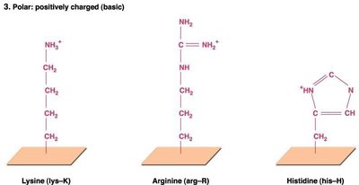 Alpha helix and beta-pleated sheet secondary structures