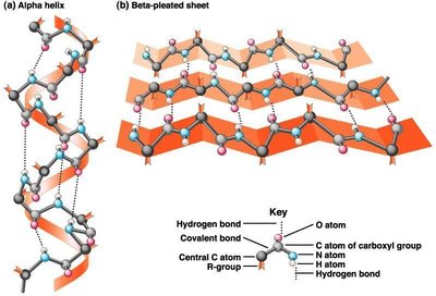 Tertiary structure of myoglobin with bound oxygen