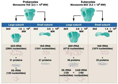 Comparison of prokaryotic and eukaryotic ribosome subunits
