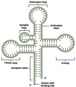 Cloverleaf structure of tRNA with labeled loops and stems
