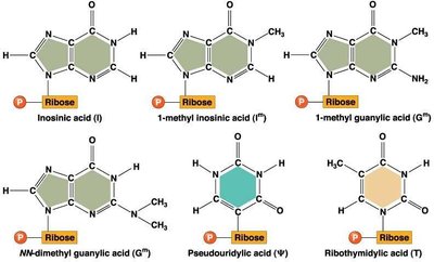Structures of modified bases found in tRNA