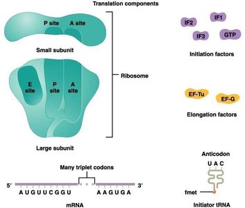 Ribosome with labeled P and A sites, initiation and elongation factors