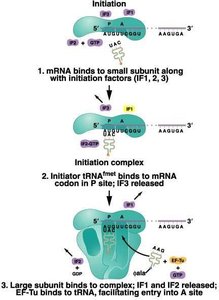 Steps of translation initiation: mRNA binding, initiator tRNA binding, large subunit joining