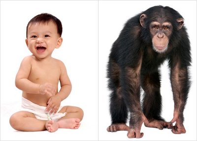 Human and chimpanzee comparison