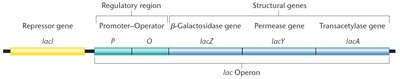 lac operon structure