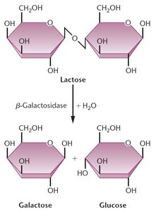 Lactose hydrolysis by β-galactosidase