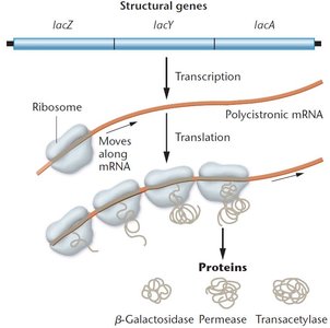 Transcription and translation of the lac operon
