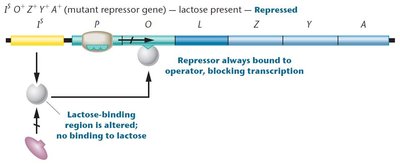 Super-repressor mutation in the lac operon