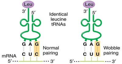 Diagram of normal and wobble pairing in tRNA