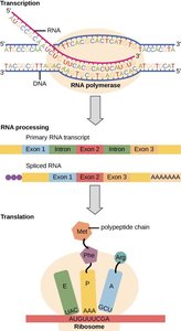 Genetic code table showing codons and amino acids
