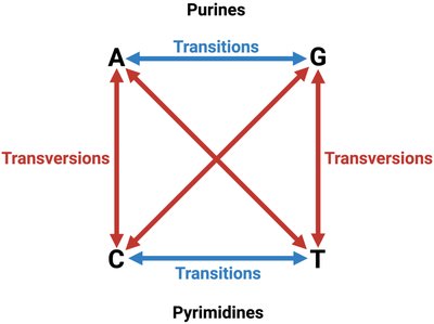 Diagram of transitions and transversions