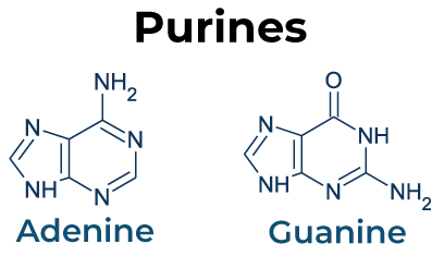 Purine structures