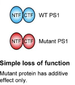 Simple loss of function vs. dominant-negative mutation