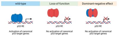 Wild-type, loss-of-function, and dominant-negative effect on p53