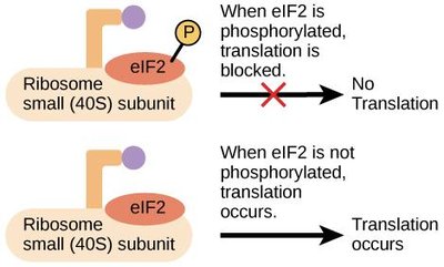 eIF2 phosphorylation blocks translation