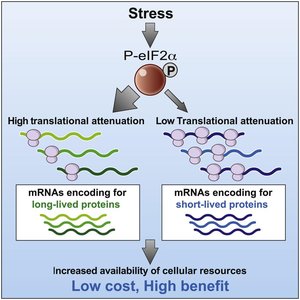 Stress-induced eIF2α phosphorylation and translational attenuation